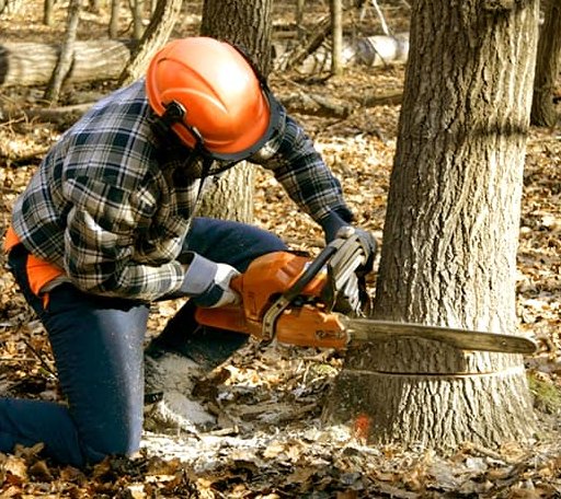 Tree Removal in Evadale, TX